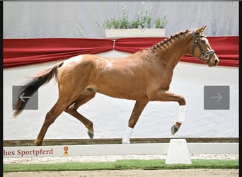 German Sport Horse, Stallion, 3 years, Chestnut-Red