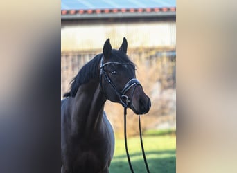 German Sport Horse, Stallion, 4 years, 16.1 hh, Brown