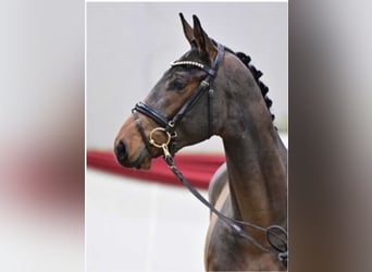 German Sport Horse, Stallion, 4 years, 16.1 hh, Brown