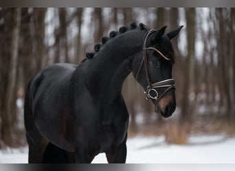 German Sport Horse, Stallion, 4 years, 16.1 hh, Smoky-Black