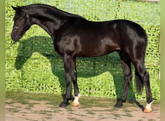 German Sport Horse, Stallion, 4 years, 16.2 hh, Black