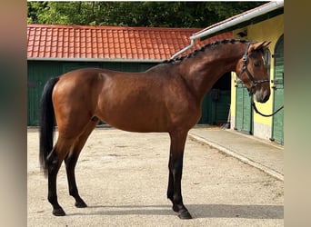 German Sport Horse, Stallion, 4 years, 16.2 hh, Brown