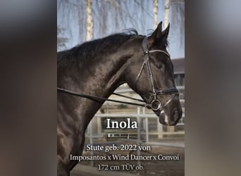 German Sport Horse, Stallion, 4 years, 16.3 hh, Black