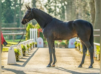 German Sport Horse, Stallion, 4 years, 16.3 hh, Brown