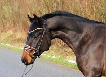 German Sport Horse, Stallion, 4 years, 16 hh, Bay-Dark