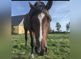 German Sport Horse, Stallion, 4 years, 16 hh, Brown