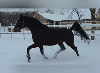 German Sport Horse, Stallion, 4 years, 16,2 hh, Brown