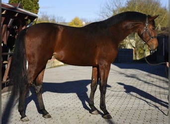German Sport Horse, Stallion, 4 years, 16,2 hh, Brown