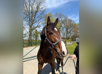 German Sport Horse, Stallion, 4 years, 17 hh, Brown
