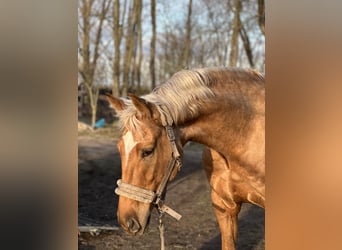 German Sport Horse, Stallion, 5 years, 16.2 hh, Palomino