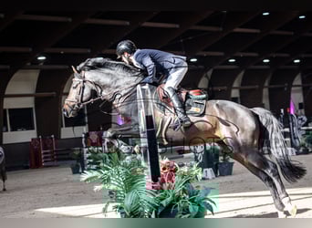 German Sport Horse, Stallion, 6 years, 16 hh, Brown