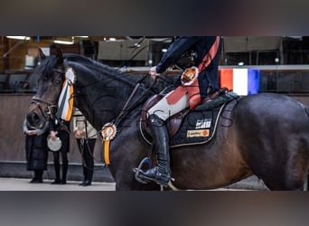 German Sport Horse, Stallion, 6 years, 16 hh, Brown