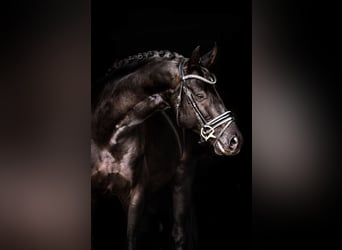 German Sport Horse, Stallion, 7 years, 16 hh, Black