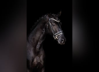 German Sport Horse, Stallion, 7 years, 16 hh, Black