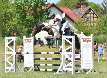 German Sport Horse, Stallion, 7 years, 16 hh, Pinto