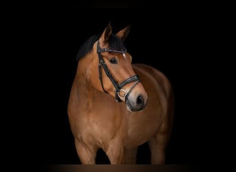 German Sport Horse, Stallion, 7 years, 17.1 hh, Brown