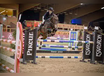 German Sport Horse, Stallion, 9 years, 16 hh, Bay-Dark