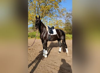 German Sport Horse, Stallion, 9 years, 18 hh, Black