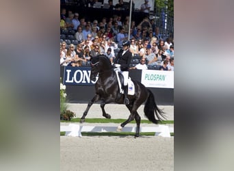 German Sport Horse, Stallion, 11 years, 17 hh, Black