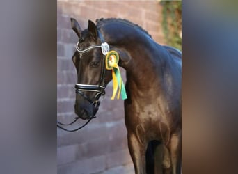 German Sport Horse, Stallion, 8 years, 16.2 hh, Black