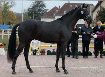 German Sport Horse, Stallion, 8 years, 16.2 hh, Black