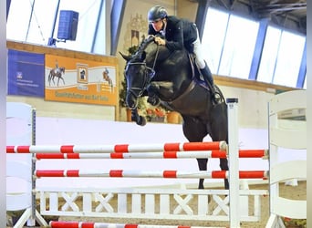 German Sport Horse, Stallion, 5 years, 16.3 hh, Black