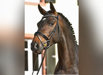 German Sport Horse, Stallion, 8 years, 16.1 hh, Brown