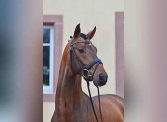 German Sport Horse, Stallion, 12 years, 16.1 hh, Brown