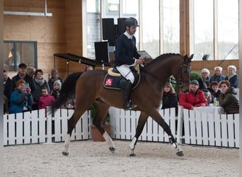 German Sport Horse, Stallion, 9 years, 16,2 hh, Brown