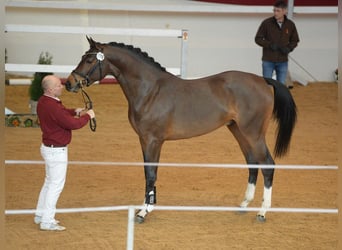 German Sport Horse, Stallion, 9 years, 16,2 hh, Brown