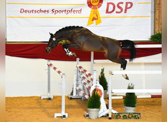 German Sport Horse, Stallion, 9 years, 16,2 hh, Brown