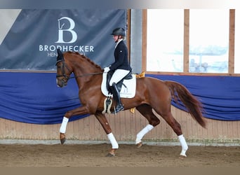 German Sport Horse, Stallion, 5 years, 16.2 hh, Chestnut-Red