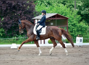 German Sport Horse, Stallion, 11 years, 16.1 hh, Chestnut-Red