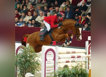 German Sport Horse, Stallion, 19 years, 16.2 hh, Chestnut-Red