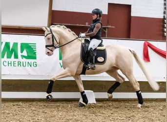 German Sport Horse, Stallion, 11 years, 16.2 hh, Cremello