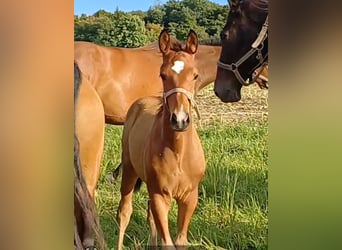 German Sport Horse, Stallion, Foal (06/2025), 12,2 hh, Brown