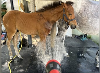 German Sport Horse, Stallion, Foal (04/2025), 12,2 hh, Brown
