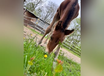 German Sport Horse, Stallion, Foal (04/2025), 12,2 hh, Brown