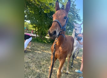 German Sport Horse, Stallion, Foal (04/2025), 12,2 hh, Brown