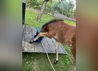 German Sport Horse, Stallion, Foal (04/2025), 12,2 hh, Brown