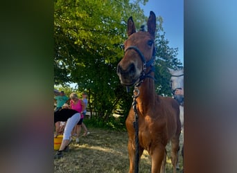 German Sport Horse, Stallion, Foal (04/2025), 12,2 hh, Brown