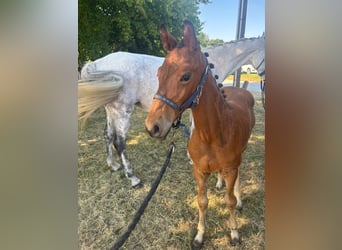 German Sport Horse, Stallion, Foal (04/2025), 12,2 hh, Brown