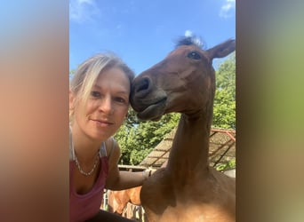 German Sport Horse, Stallion, Foal (04/2025), 12,2 hh, Brown