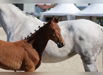 German Sport Horse, Stallion, Foal (04/2025), 12,2 hh, Brown