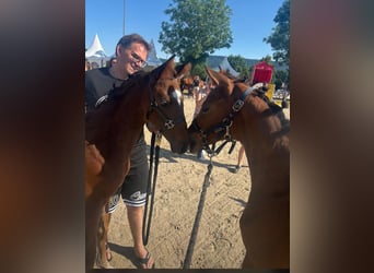 German Sport Horse, Stallion, Foal (04/2025), 12,2 hh, Brown
