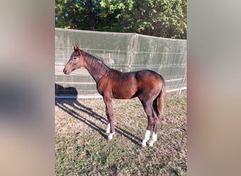 German Sport Horse, Stallion, Foal (04/2026), 14.2 hh, Smoky-Black
