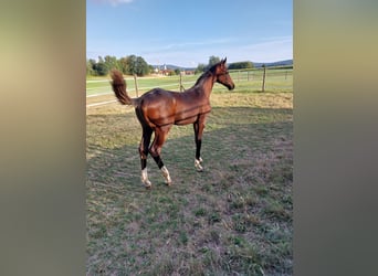 German Sport Horse, Stallion, Foal (04/2026), 14.2 hh, Smoky-Black