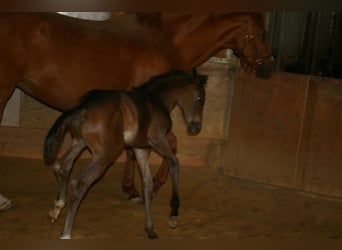 German Sport Horse, Stallion, Foal (04/2026), 16.1 hh, Brown