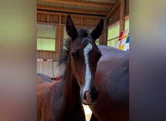 German Sport Horse, Stallion, Foal (05/2026), 16.1 hh, Brown