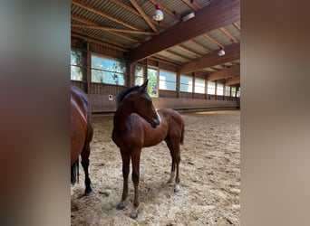 German Sport Horse, Stallion, Foal (05/2026), 16.1 hh, Brown